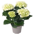 Hortensja Wielkokwiatowa Biała TOMASZEWSKI 1.000szt