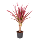 Dracena obrzeżona 'Colorama' Roślina oczyszczająca powietrze TOMASZEWSKI 1.000szt