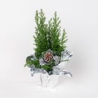 Cyprysik Gwiazdkowy TOMASZEWSKI 1.000szt