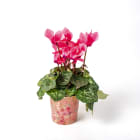 Cyklamen dwubarwny TOMASZEWSKI 1.000szt