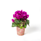 Cyklamen fioletowy TOMASZEWSKI 1.000szt