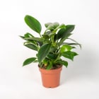 Filodendron 'Green Princess' TOMASZEWSKI 1.000szt