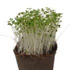 BIO Mikroliście Pak Choi LISTNY CUD 1.000szt