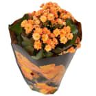 Kalanchoe Calandiva TOMASZEWSKI 1.000szt
