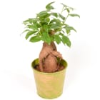 Fikus 'Ginseng' Drzewko Bonsai TOMASZEWSKI 1.000szt