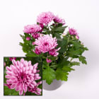 Złocień odmianowy TOMASZEWSKI 1.000szt