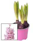 Hiacynt wschodni Różowy TOMASZEWSKI 1.000szt