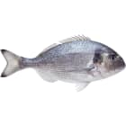 Dorada patroszona ze skórą (400g 600g) FRISCO FISH 500g