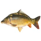 Karp patroszony ze skórą   świeży (1280g 1920g) FRISCO FISH 1.60kg