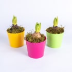 Hiacynt w osłonce TOMASZEWSKI 1.000szt