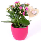 Kalanchoe dla Mamy TOMASZEWSKI 1.000szt