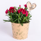 Goździk dla Mamy TOMASZEWSKI 1.000szt