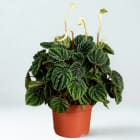 Peperomia Lilian TOMASZEWSKI 1.000szt