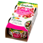Buraczki w kostkach (2x80g) BONDUELLE 160g