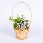 Bluszcz w Koszyczku Wielkanocnym TOMASZEWSKI 1.000szt