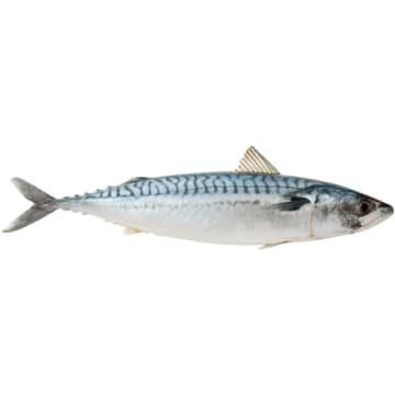 Makrela patroszona (245g-455g)