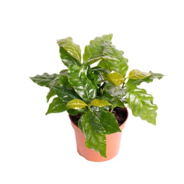 Kawa arabica - krzak