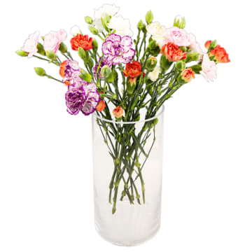 Goździk bukiet kwiatów x 8