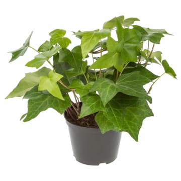 Hedera wielkolistna roślina oczyszczająca powietrze