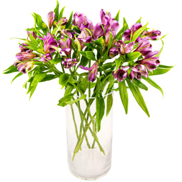Alstromeria Fioletowa 35cm x 8 sztuk