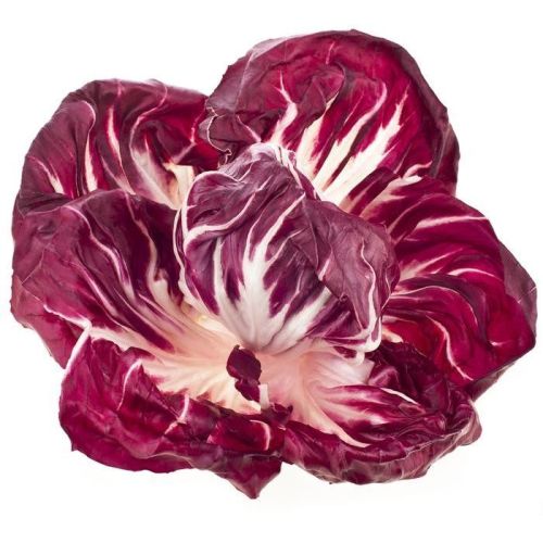 FRISCO FRESH Sałata radiccio