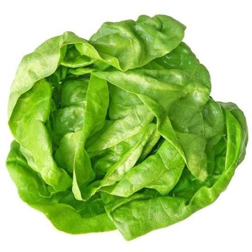 FRISCO FRESH Sałata masłowa