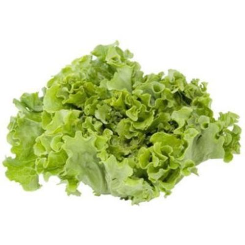 FRISCO FRESH Sałata liść dębu zielona