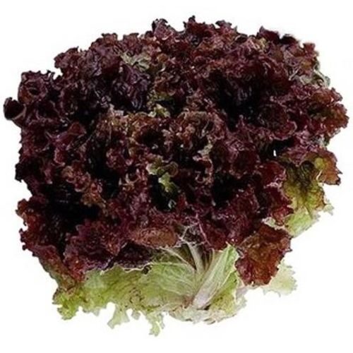 FRISCO FRESH Sałata liść dębu czerwona
