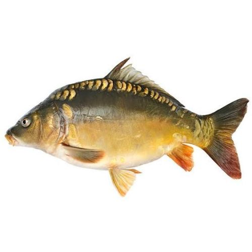 FRISCO FISH Karp patroszony-świeży (1360g-2040g)