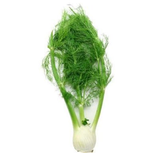 FRISCO ORGANIC Koper włoski BIO