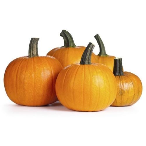FRISCO FRESH Dynia Gomez 1szt. (1,5-2,5 kg)