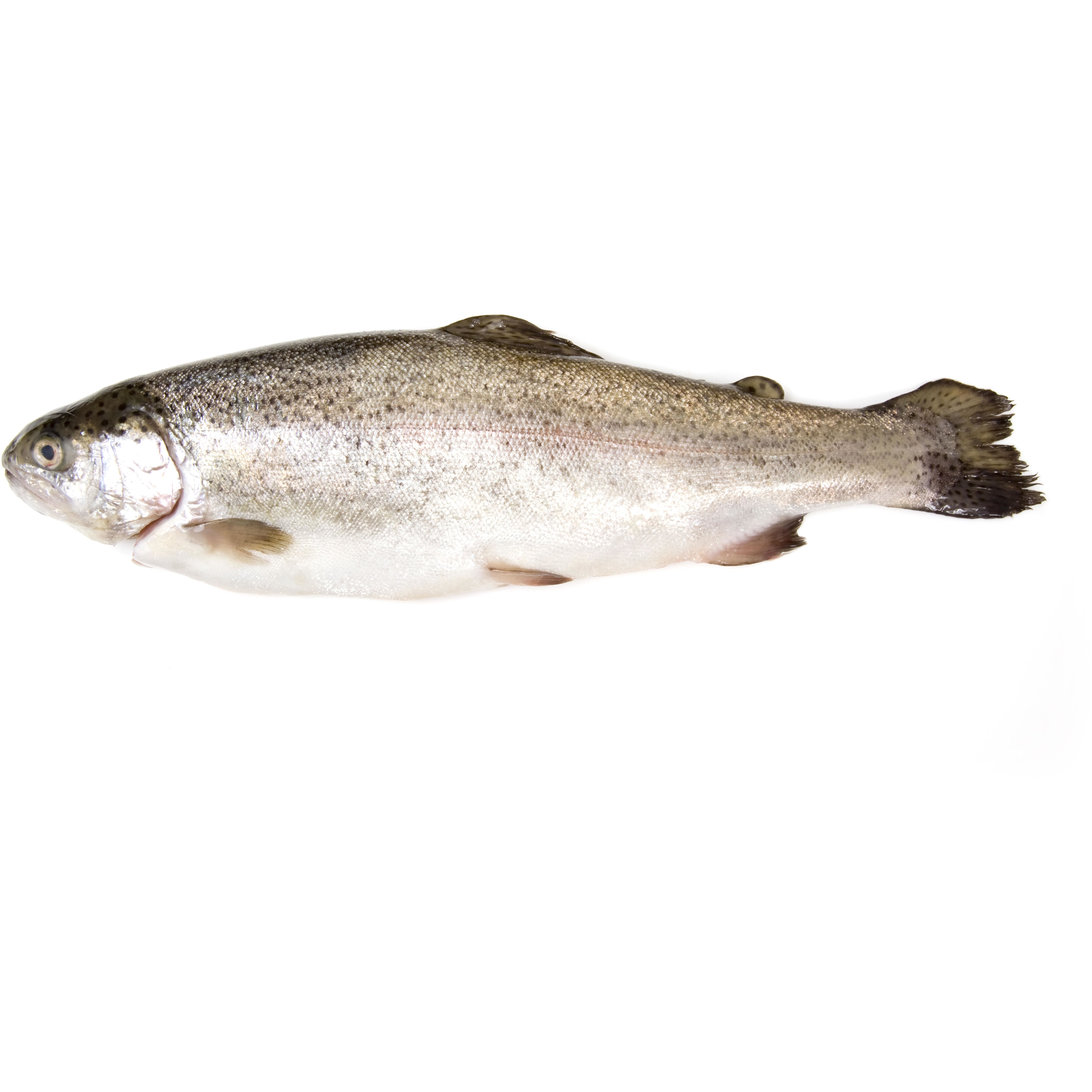 FRISCO FISH Pstrąg tęczowy patroszony (245g-455g)