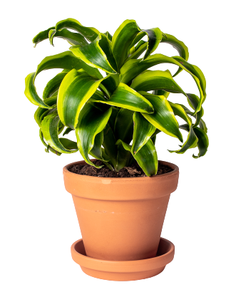 TOMASZEWSKI Dracena 'Tornado' w osłonce