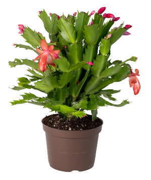 TOMASZEWSKI Szlumbergera zimowa