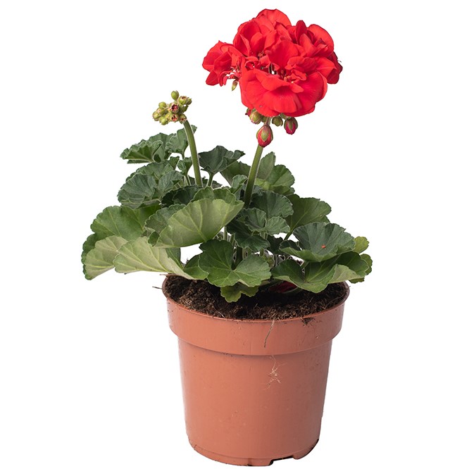 TOMASZEWSKI Pelargonia zonale czerwona