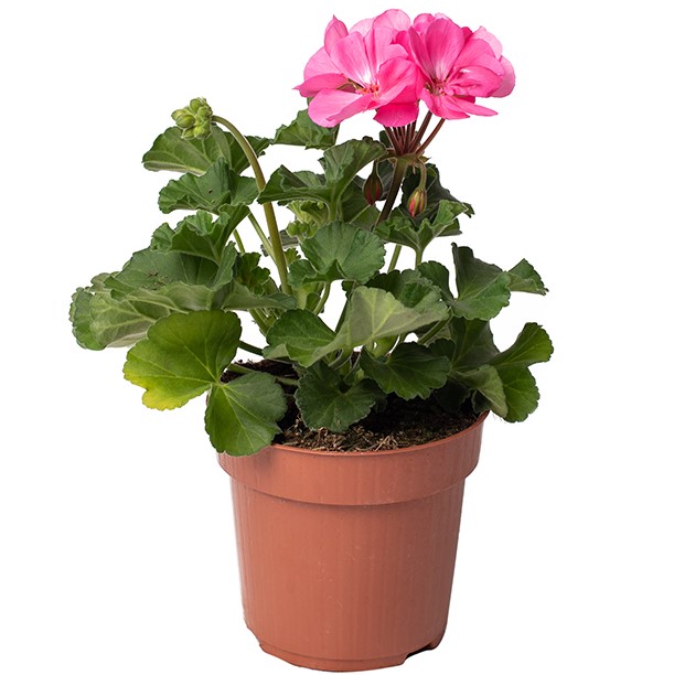 TOMASZEWSKI Pelargonia zonale różowa