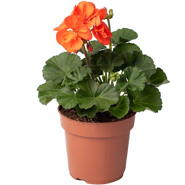 TOMASZEWSKI Pelargonia zonale łososiowa