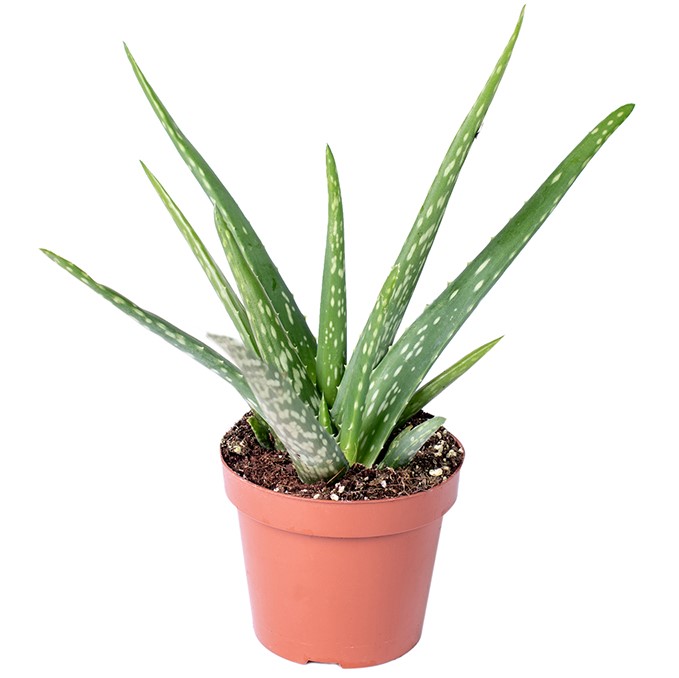 TOMASZEWSKI Aloes leczniczy