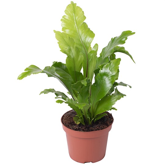 TOMASZEWSKI Asplenium Campio Roślina oczyszczająca powietrze