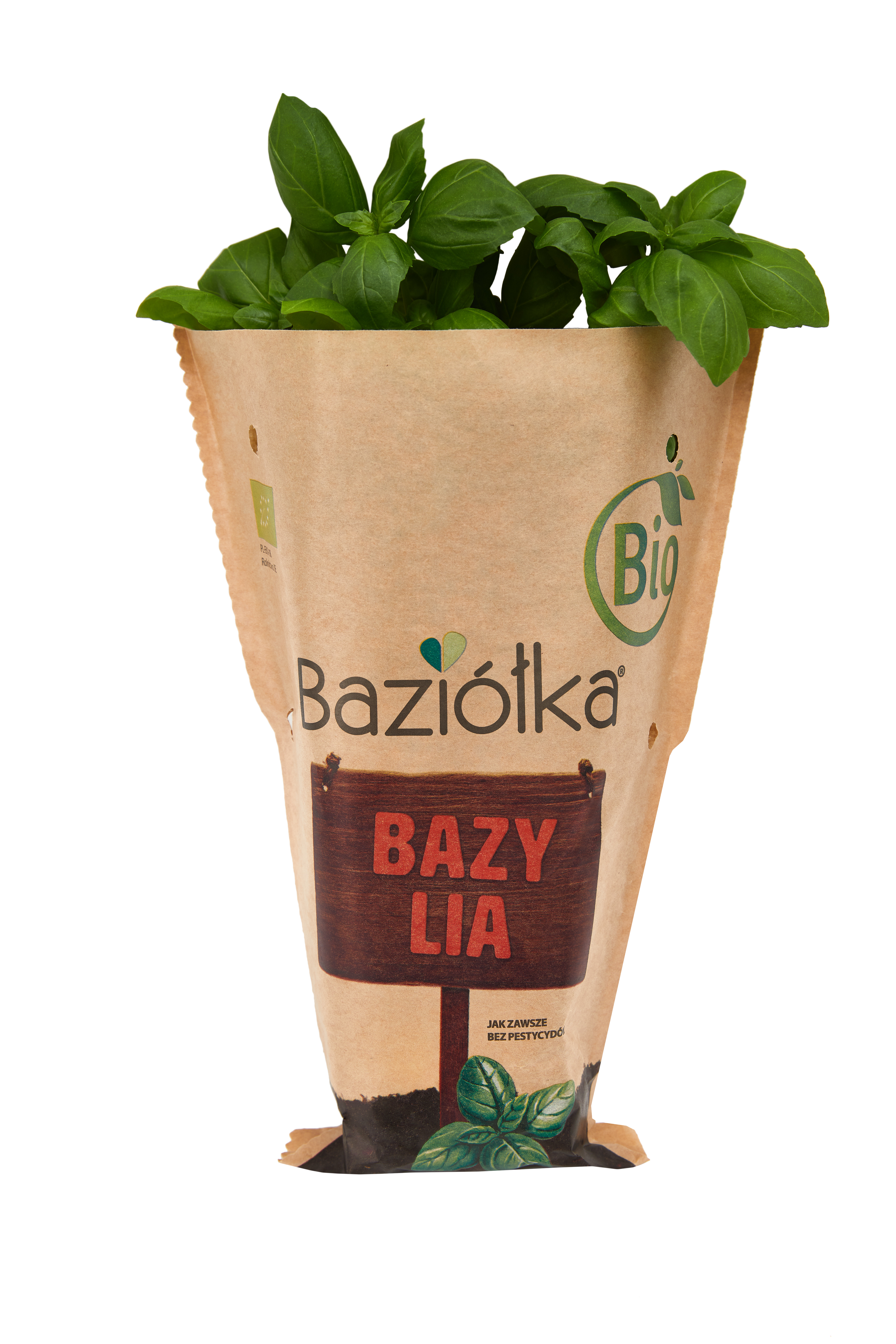 BAZIÓŁKA Bazylia BIO frisco.pl