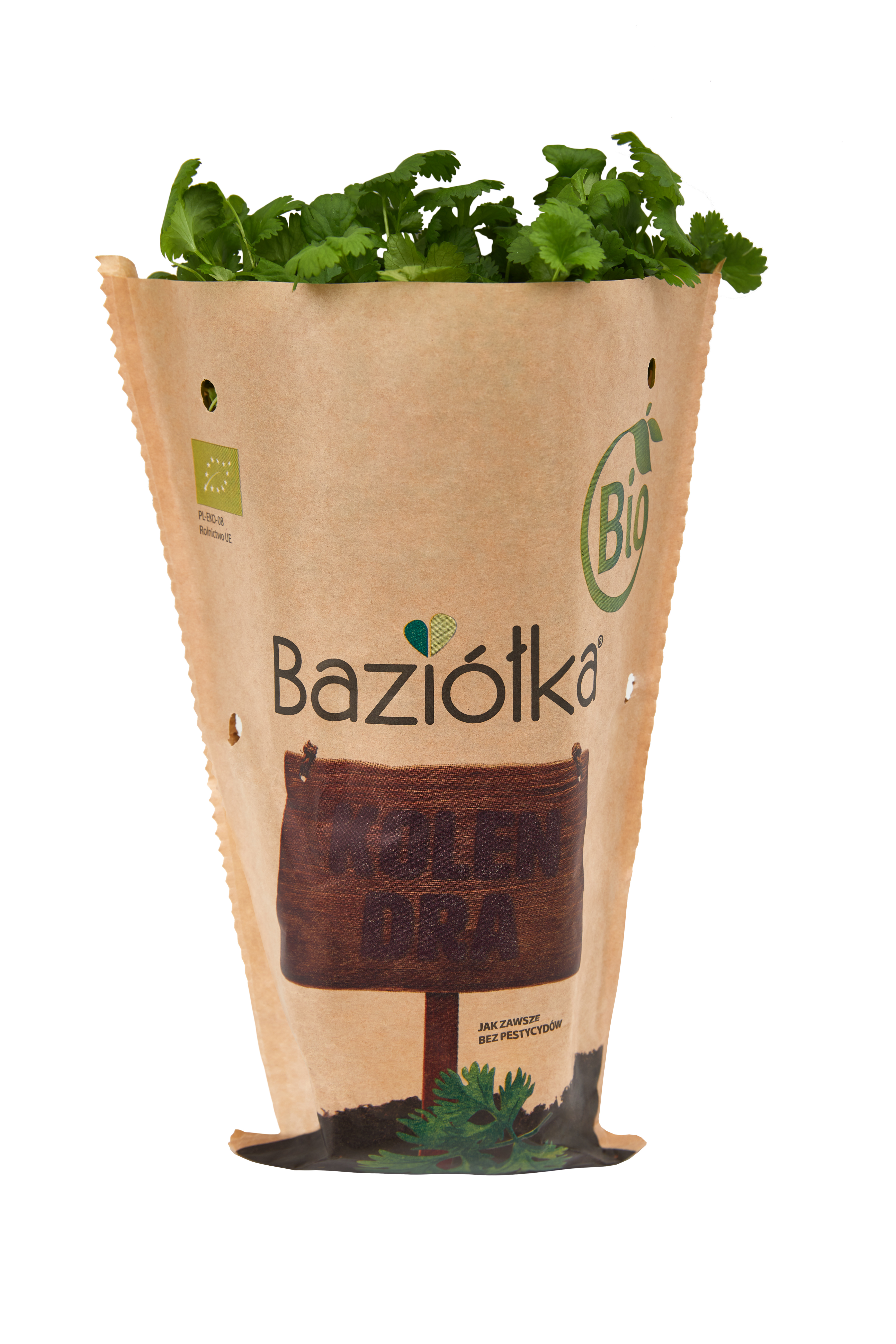 BAZIÓŁKA Kolendra BIO