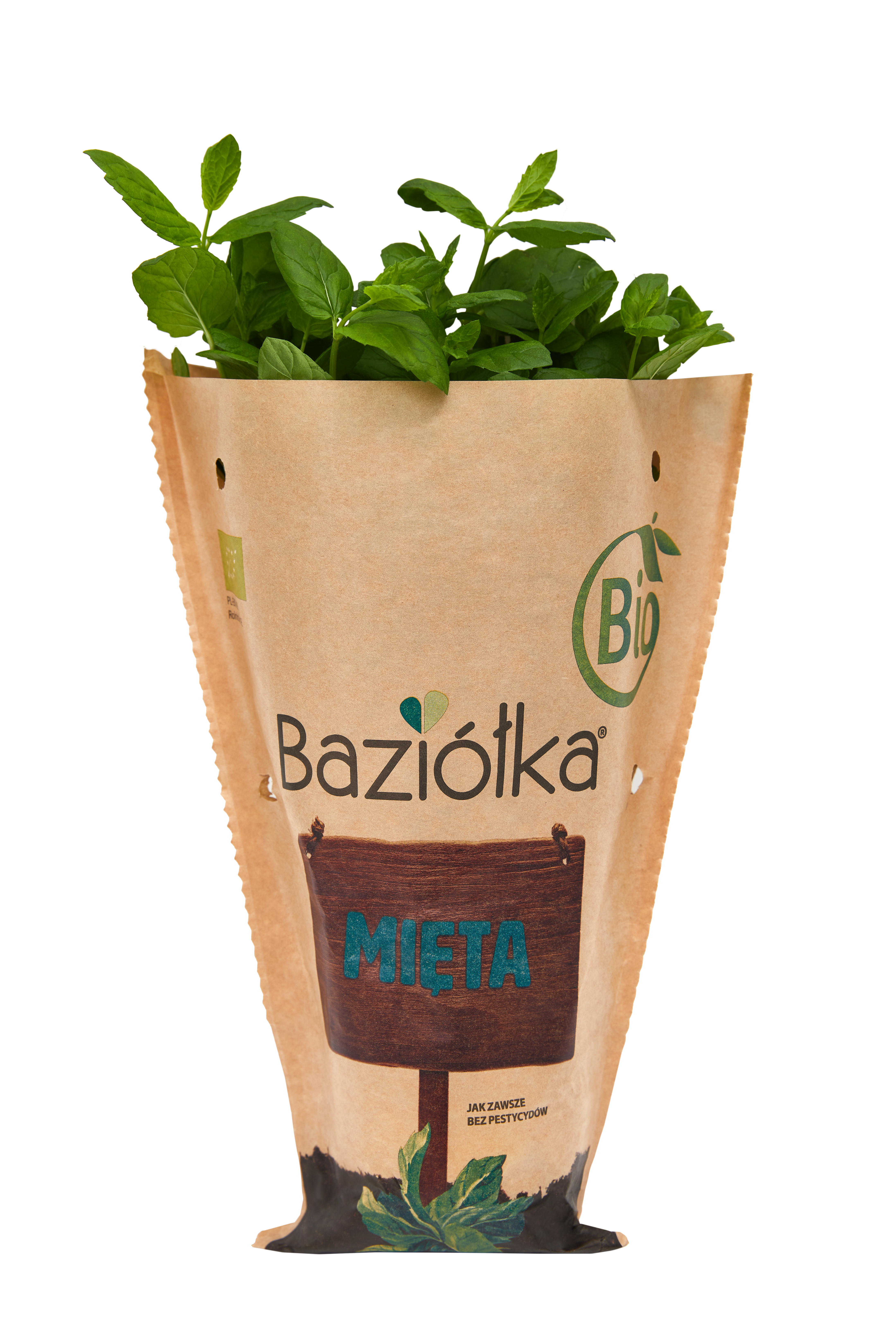 BAZIÓŁKA Mięta BIO frisco.pl