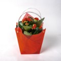 TOMASZEWSKI Kalanchoe w torebce