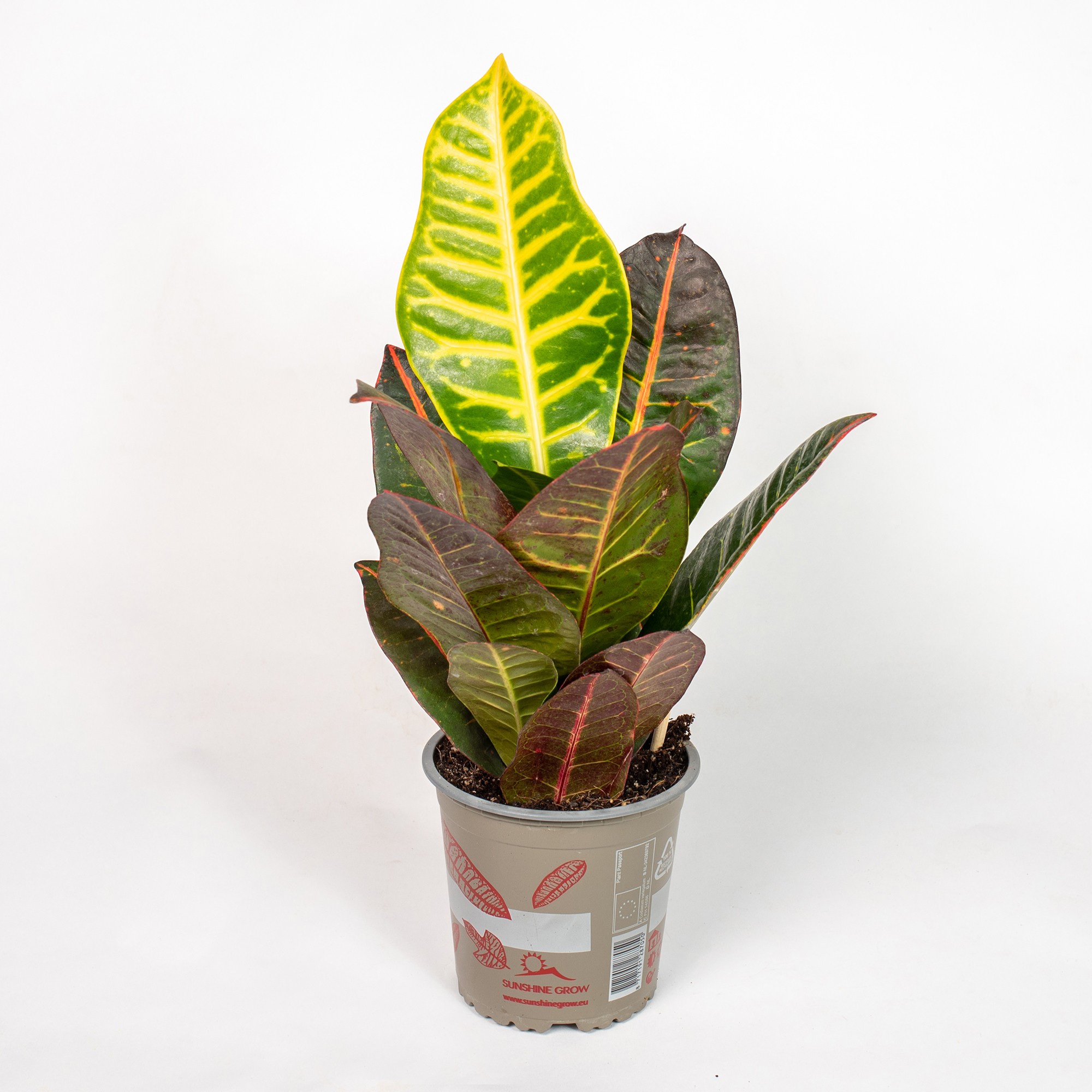 TOMASZEWSKI Kroton pstry 'Petra'