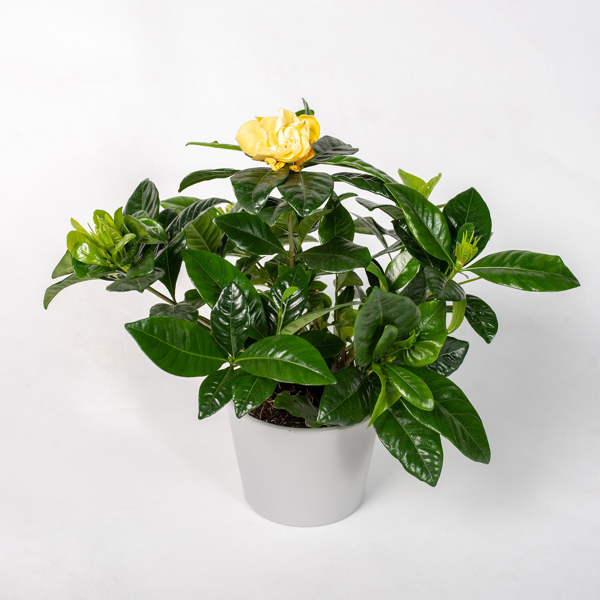 TOMASZEWSKI Gardenia w osłonce