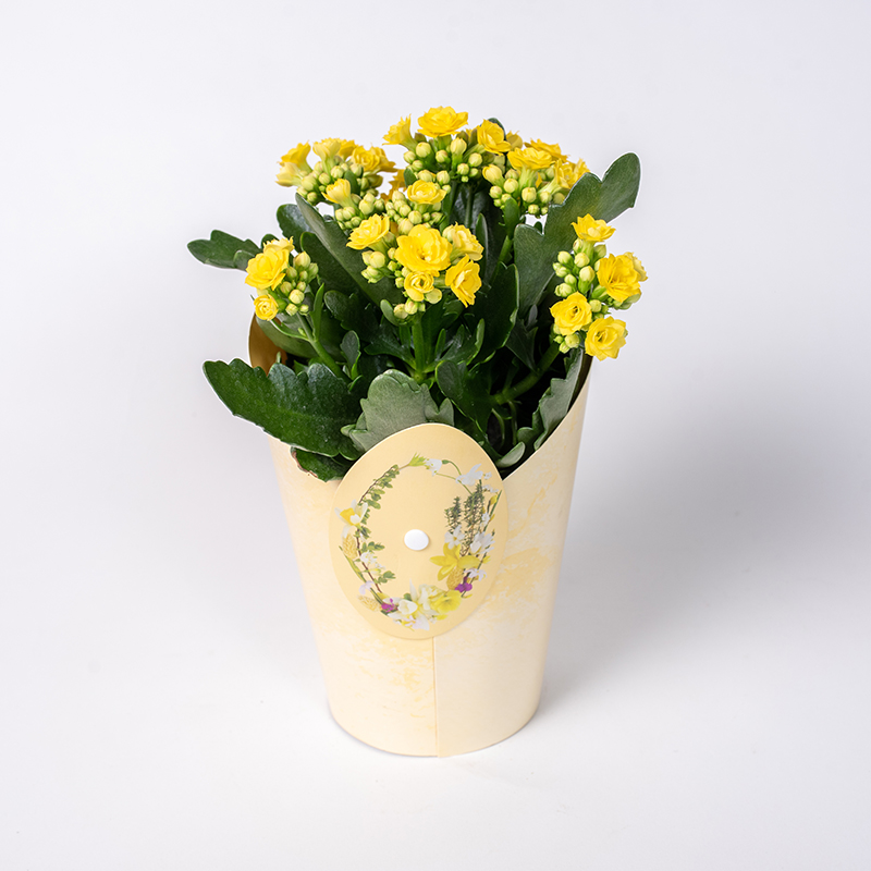 TOMASZEWSKI Kalanchoe Wielkanocne