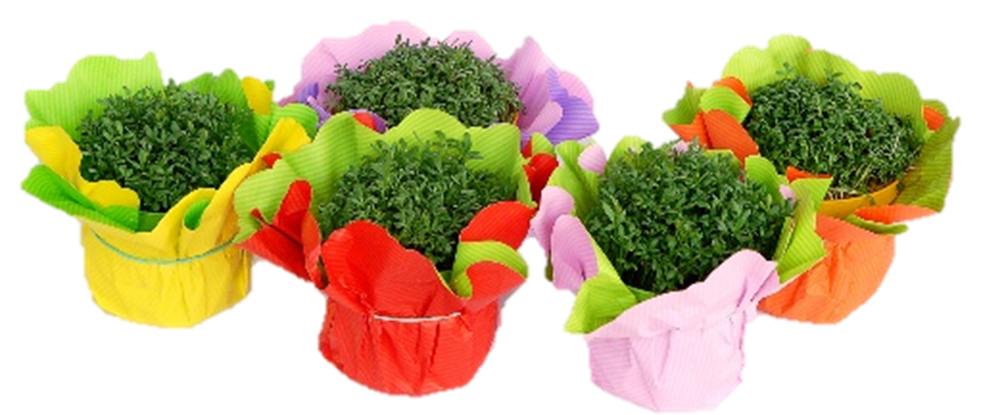 FRISCO FRESH Rzeżucha w osłonce ozdobnej