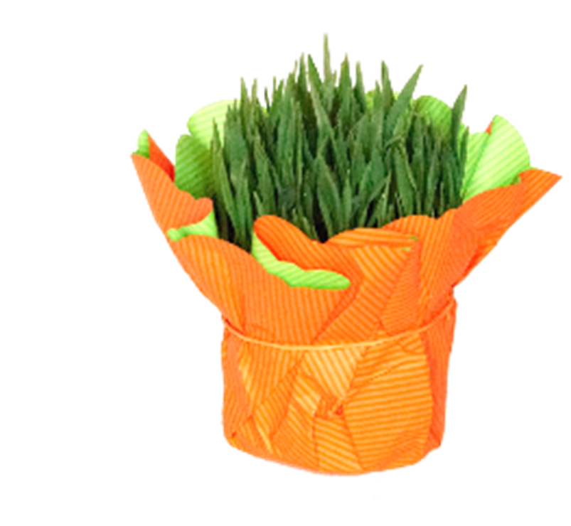 FRISCO FRESH Owies Wielkanocny w doniczce z serwetką