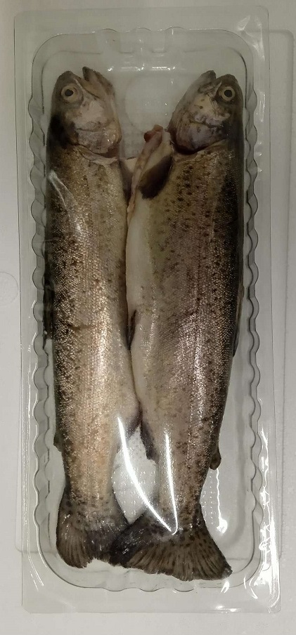 ATLANTIC Pstrąg patroszony (301-559g)
