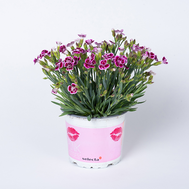 TOMASZEWSKI Goździk 'Pink Kisses'